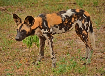 African wild dog in nyerere