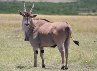  Common Elands in nyerere