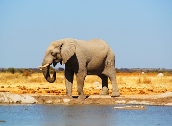 Elephants in Nyerere