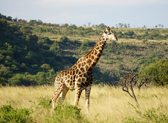 Giraffes in Nyerere