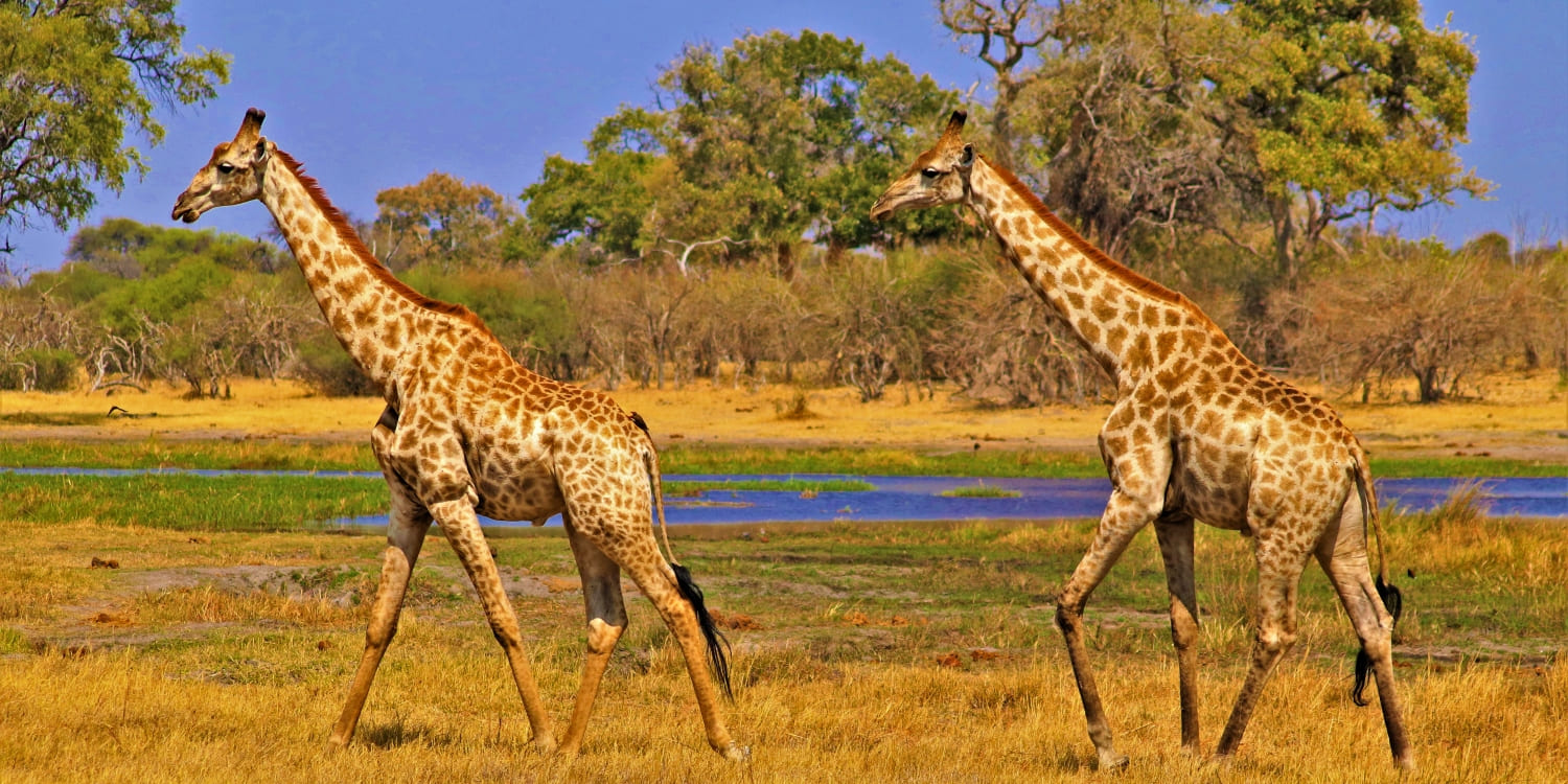 Nyerere Park Safari