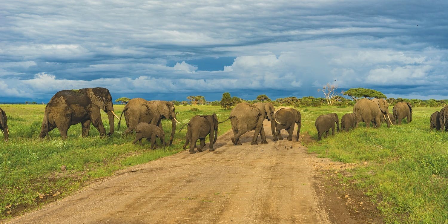 how to plan a tanzania safari