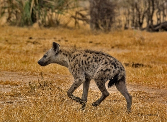 Hyenas in nyerere